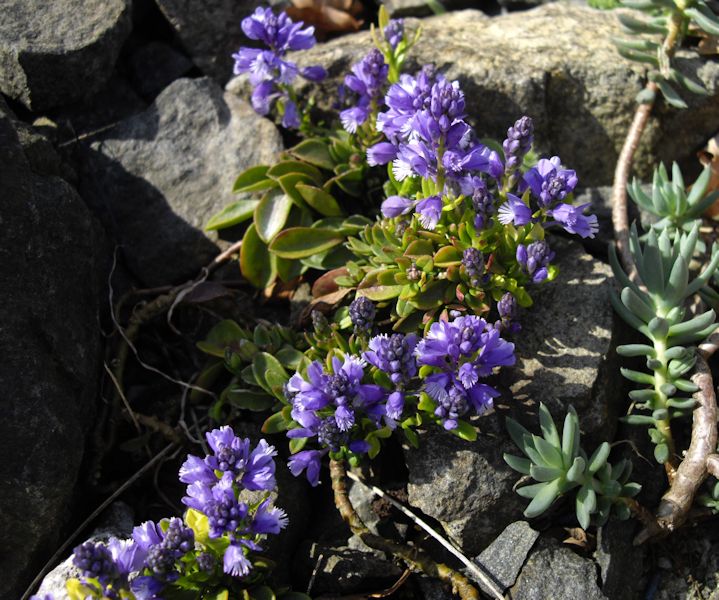 Polygala calcarea 'Bulleys Form' photo